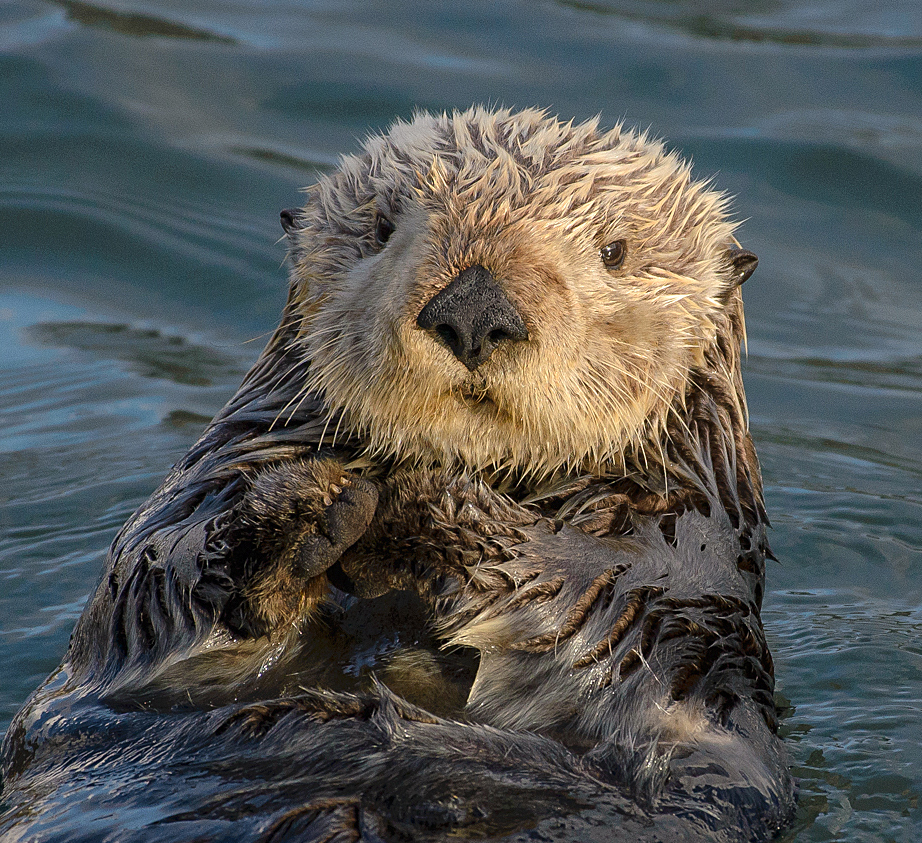 a sea otter